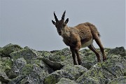 39 Stambecco si avvicina 
